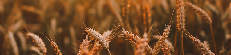 Wheat